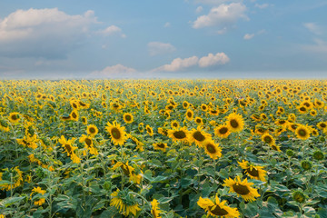 Sunflower field