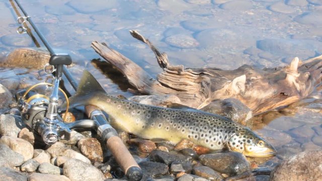 Good trophy. Caught by spinning brown trout (Salmo trutta fario) is in water on pebbles. Picturesque driftwood and spinning like still life
