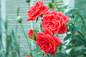 Natural red roses background