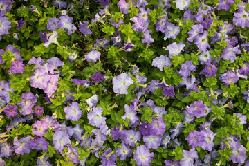 Naklejka premium violet flowers background in the park