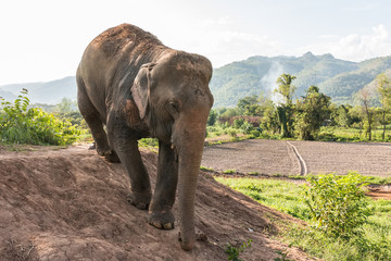 Big elephant is walking in the field.