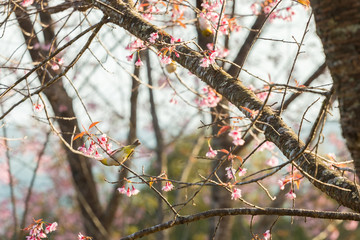 beautiful bird on Cherry blossom flower or Himalayan Cherry flow