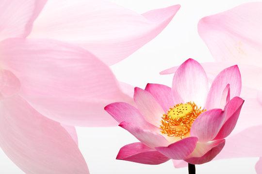 Fototapeta double exposure of beautiful lotus flower