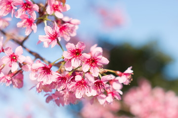 Soft wild Himalayan Cherry flower (Prunus cerasoides),Giant tige