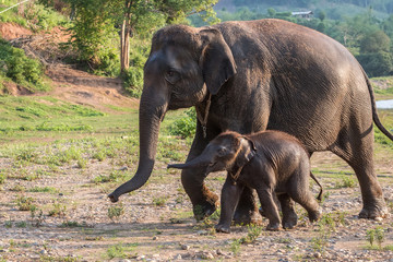Fototapeta na wymiar Mother and baby elephant walking along the walkway
