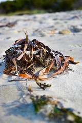 Seaweed Tangle