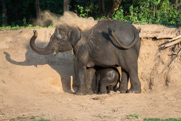 Mother and baby Elephants playing dust after swimming.