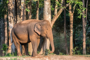 Elephants large dust are playing for fun.