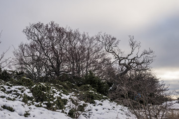 Leafless tree in beginning of winter 