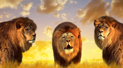 Grands lions mâles dans la savane au coucher du soleil.