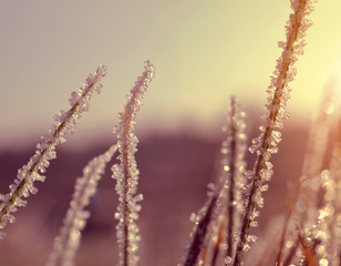Ice crystals on grass at sunset. Nature background.