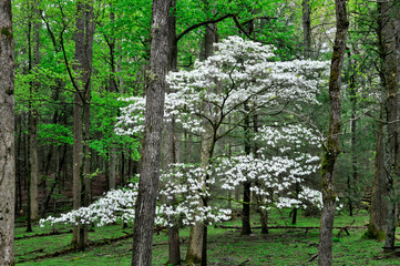 Spring dogwood