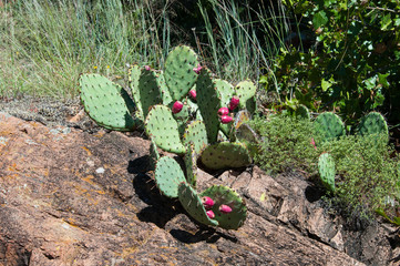 Prickly Pear Cactus