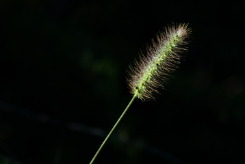 foxtail grass