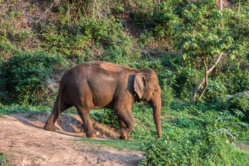Fototapeta na wymiar Big elephant is walking in the field.