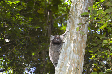 Sagui Monkey - Rio De Janeiro - Brazil