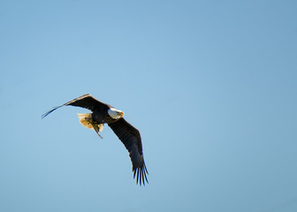 Fototapeta premium Catch of the Day
