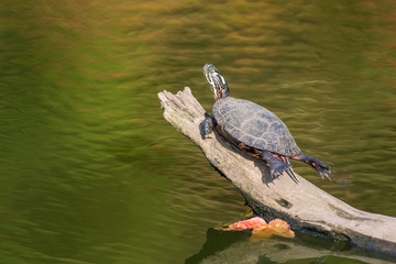 Obraz premium A painted turtle gets some sun on a log in fall in New England