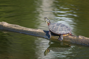 A painted turtle gets some sun on a log in fall in New England