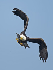 Bald Eagle in Flight