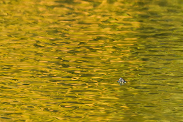 A painted turtle pokes his head out of the water in fall in New England