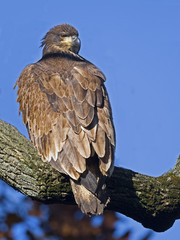 Juvenile Bald Eagle