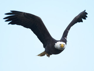 Bald Eagle in Flight