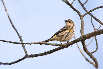 A yellow-rumped warbler sits on a branch in New England
