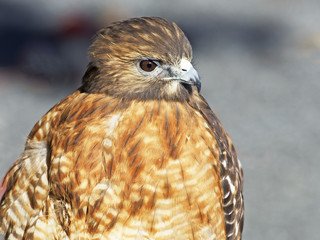 Red-shouldered Hawk