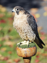 Barbary Falcon