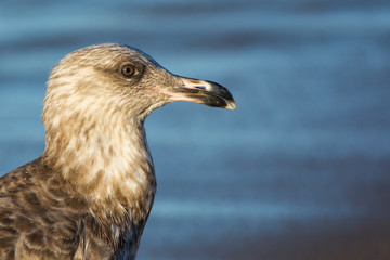 A Herring Gull at sunrise in eastern Long Island, New York, US