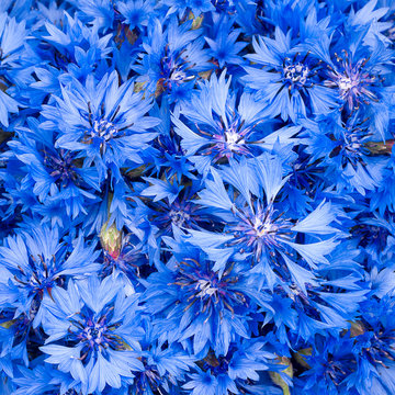 Fototapeta Синие цветы васильков 