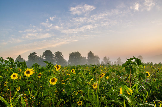 nice and warm in summer field with blooming sunflower blossoms