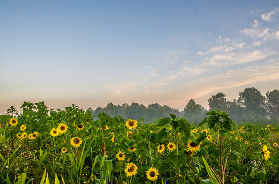 nice and warm in summer field with blooming sunflower blossoms