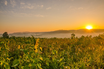 nice and warm in summer field with blooming sunflower blossoms