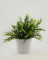 Potted Green Plant