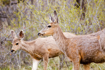 Mule Deer Herd in the Pike National Forest