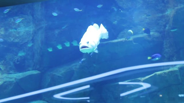 big fish swimming in big aquarium