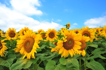 Sunflower Fields in Japan - 127364825