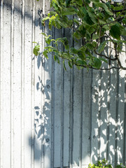 Tree and its shadow on a wall.