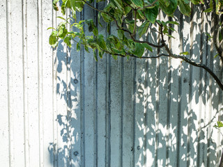 Tree and its shadow on a wall.