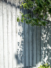 Tree and its shadow on a wall.