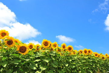 Obraz premium Sunflower Fields in Japan