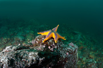 Bright starfish in the deep