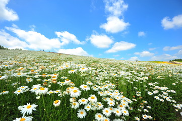 Obraz premium Colorful Flower Fields in Japan