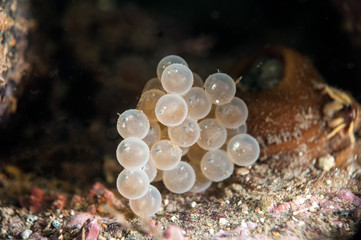 Caviar of sculpin fish