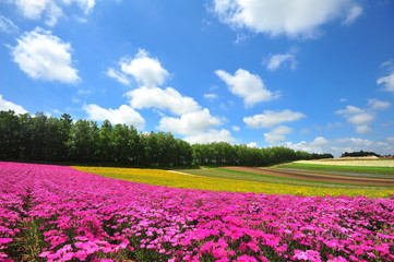 Colorful Flower Fields in Japan