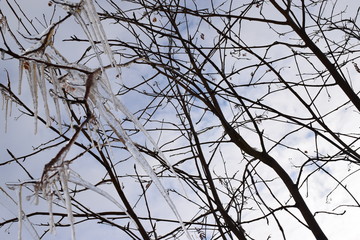 Сосульки на ветках дерева на фоне неба