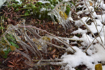 Сосульки на траве осенью