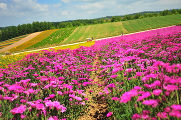 Colorful Flower Fields in Japan